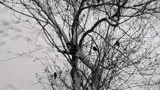 preview picture of video 'Random Birds in Vologda [March 24, 2015, 10:13]'