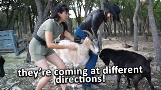 Goats Attack Pokimane