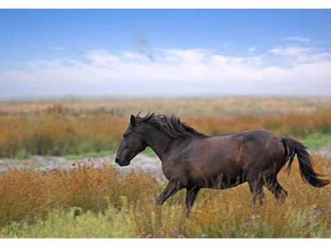Danube Delta - Incredible Romania ( iosif Ivanovici - Valurile Dunarii)
