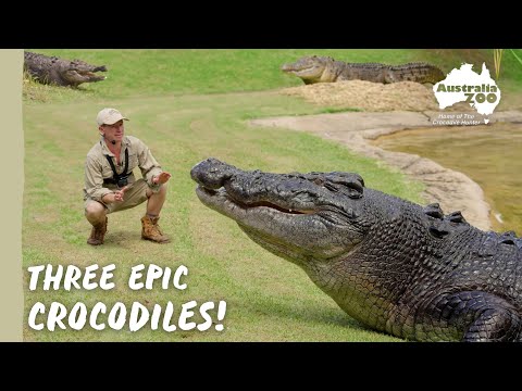 Epic croc action…times 3! | Australia Zoo Life