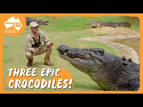 Australia Zoo