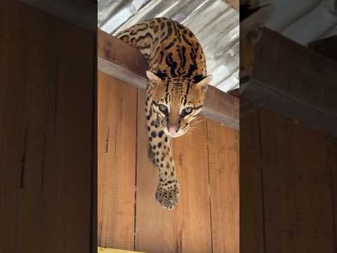 Jaguatirica é flagrado em flutuante em Carauari no Amazonas