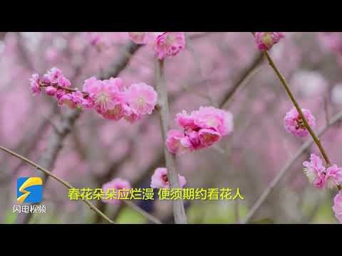 Early cherry and plum in blossom at the foot of Mount Tai