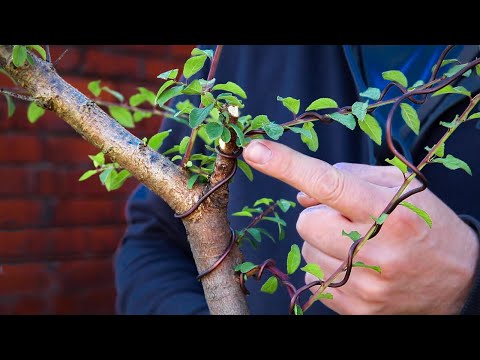 Yamadori blackthorn (Prunus Spinosa)