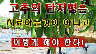 [텃밭농부. 1,145]  고추의 탄저병은 치료하는 것이 아니고 이렇게 해야 한다.#고추재배 #탄저병 #탄저…