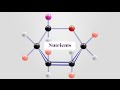 Fundamentals Of Nutrients And The History Of Nutrition