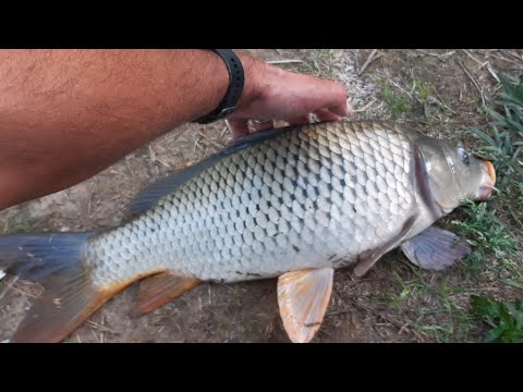 Una cattura inaspettata