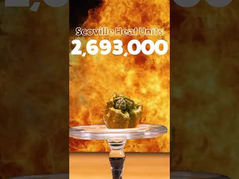 Hottest chilli pepper - 2,693,000 Scoville Heat Units by Pepper X