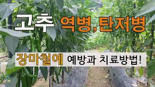 고추 역병,탄저병 장마철에 예방과 치료방법!# 주말농장 도시텃밭 고추 가꾸기
