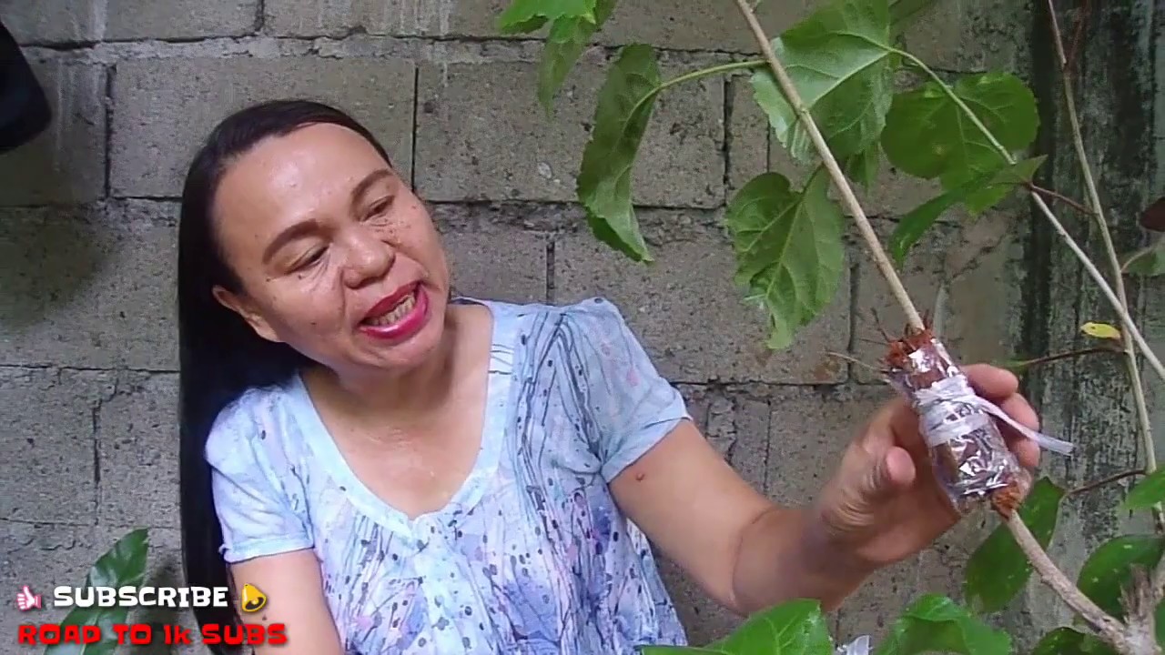 Paano mag paugat ng gumamela kahit nasa halaman pa ito (Air Layering/Marcot)