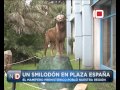 Video: Un Smilodón en Plaza España