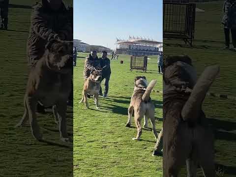 Dangerous Dog Fight 🦮🤯 #dogshorts #dogfight #dogaggression