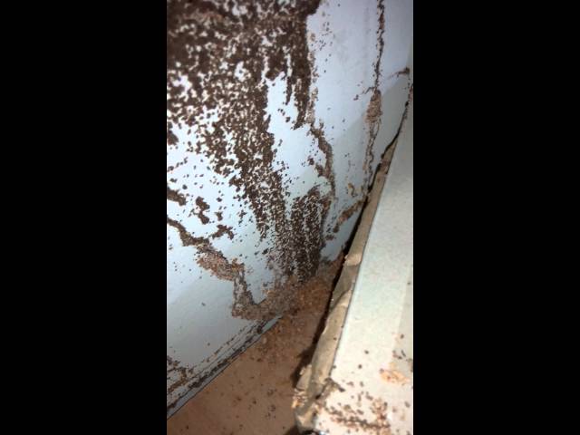 Vídeo relacionado con Pomya Cure White Ant Attracting Box Termite Trapper Termite Killer para señuelo de termitas
