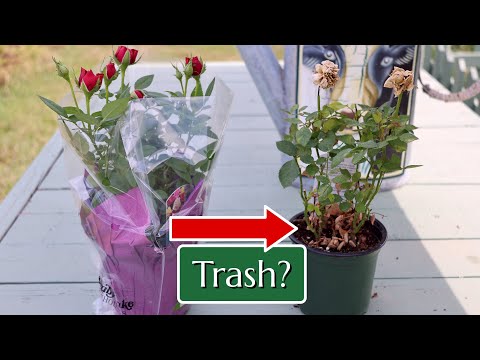 Potted Mini Roses: Can They Go in the Garden?