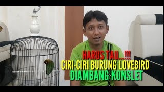 Download lagu Wajib Kenali Ciri-Ciri LOVEBIRD di AMBANG KONSLET mp3 Download lagu Wajib Kenali Ciri-Ciri LOVEBIRD di AMBANG KONSLET mp3