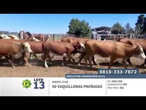 Lote Vaquillonas Preñadas