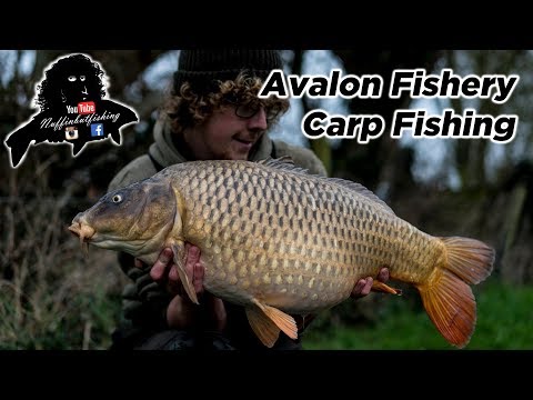 Avalon Fishery Carp Fishing