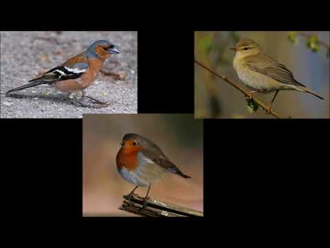 Fågelsång Lektion 1: Bofink, lövsångare och rödhake (P1 Naturmorgon)