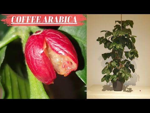 , title : 'Coffee arabica plant care, Tips for coffee tree at home indoors in pot. Coffee beans harvest at home'