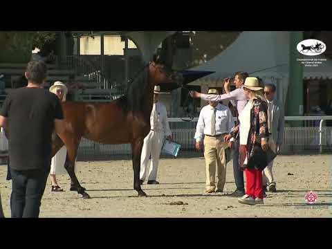 N 7 ARTE'MISS KALLISTE