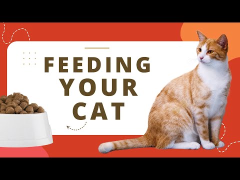 The Ultimate Guide to Feeding Your Cat: How Often and What to Feed Your Feline Friend