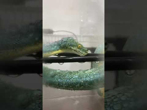 Rain Chamber Drinking