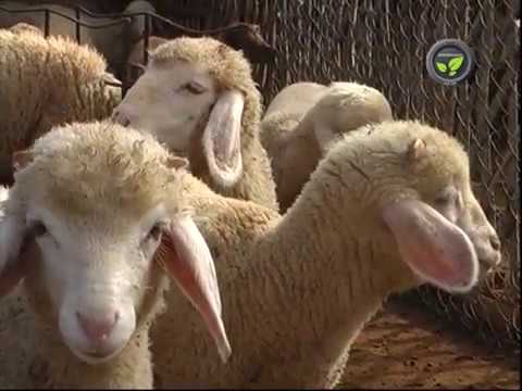 Rambouillet sheep breed, breeding and lambing