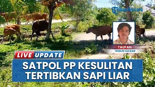 Satpol PP Pasangkayu Kesulitan Tertibkan Ternak yang Dilepasliarkan, Perda Dinilai Tak Lagi Relevan