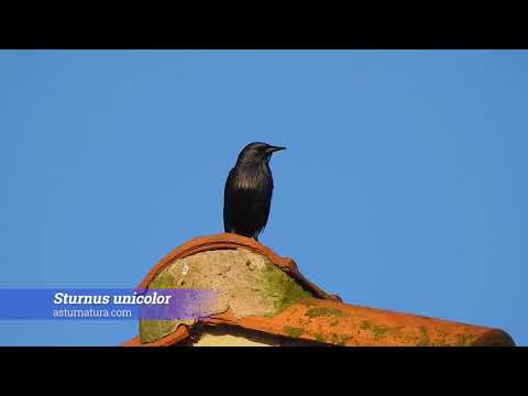 Vídeo de Sturnus unicolor. <em>© César Fernández González