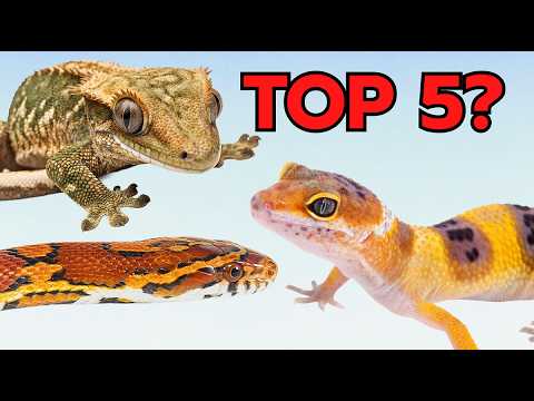 These reptiles are REALLY suitable for beginners - TOP 5