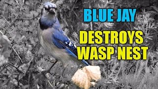 Blue Jay Destroys a Wasp Nest
