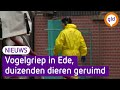 Eendenbedrijf geveld door vogelgriep| Omroep Gelderland