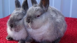 Калифорнийские крольчата с серым налётом – брак или стандарт?