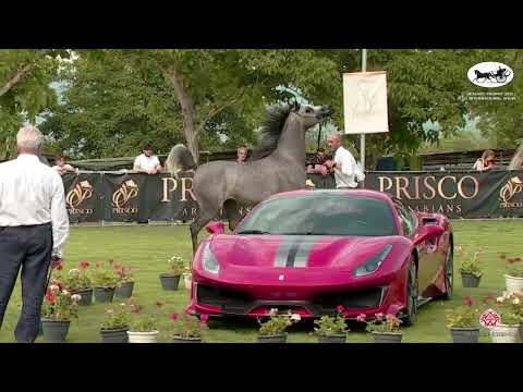 N 56 TYLER   Vesuvio Trophy 2022   International   Colts 3 Years Old Class 6