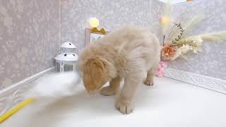 ゴールデンレトリバーの動画01