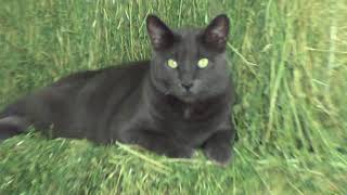 Smokey Watch and Stacking New Hay - Just For People That Like Mokie the Cat