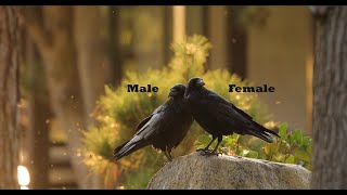 Download lagu Burung gagak jantan dan betina - Cara membedakannya mp3