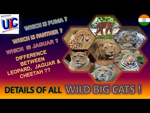 Difference between Tiger Lion Panther Puma Jaguar Leopard Cheetah ? What is PUMA ? What is COUGAR ?
