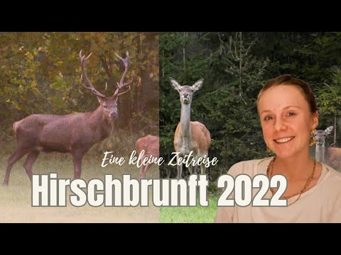 A little journey back in time: Red deer rutting season 2022 up close 🦌🥰🤯