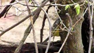 preview picture of video 'Kirkland's Warbler'
