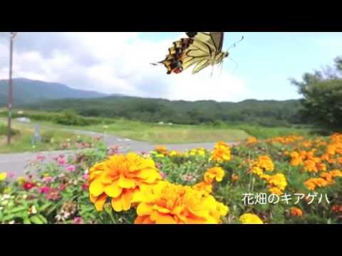 花畑のキアゲハ