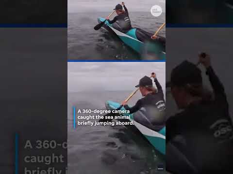 Sea creature crashes canoe race. See wild moment.