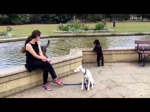 Rare Breed, Girl with wild dogs as pets