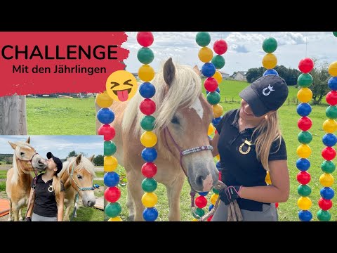 ARE THE YEARLINGS SOLD?❓ | CHALLENGE with the YEARLINGS 😝 | Marina and the ponies