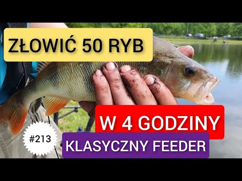 #213 ZŁOWIĆ 50 RYB W 4 GODZINY. KLASYCZNY FEEDER 😉😉😉