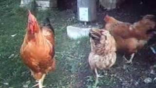 preview picture of video 'Der Goggala aus Königsbronn, Hühner'