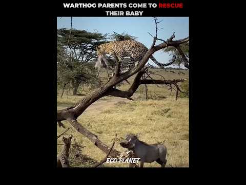 Leopard Kidnapped Baby Warthog #shorts #animalshorts #ytshorts #animal #lion #animalplanet #leopard