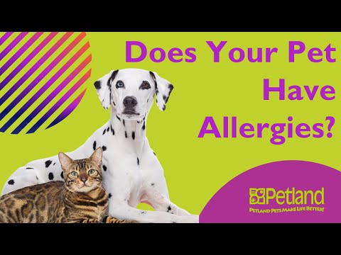 Is Your Pet Suffering From Allergies?