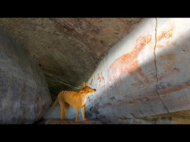 Tiger on the Rocks TRAILER