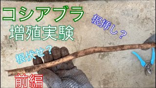 《山菜》コシアブラ増殖実験　前編